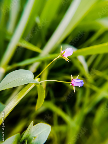 Long-stalk crane's-bill (Geranium columbinum) flower buds in blurred green background photo