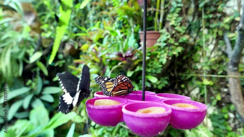 Butterflies are eaten from the feeder.