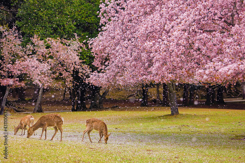 奈良公園　桜吹雪の中の鹿