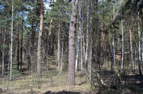 Pine forest in Kiev Region Ukraine. Nature of Eastern Europe