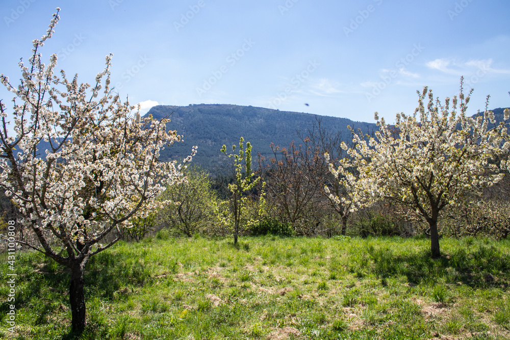 Spring flowers and landscapes in northern Spain
