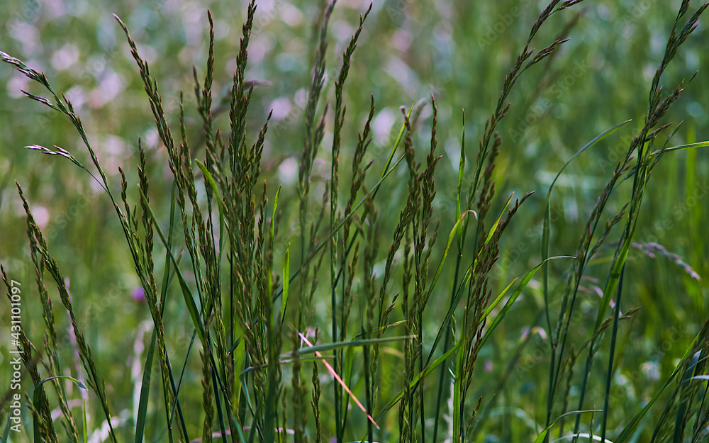 Fototapeta premium grass in the wind