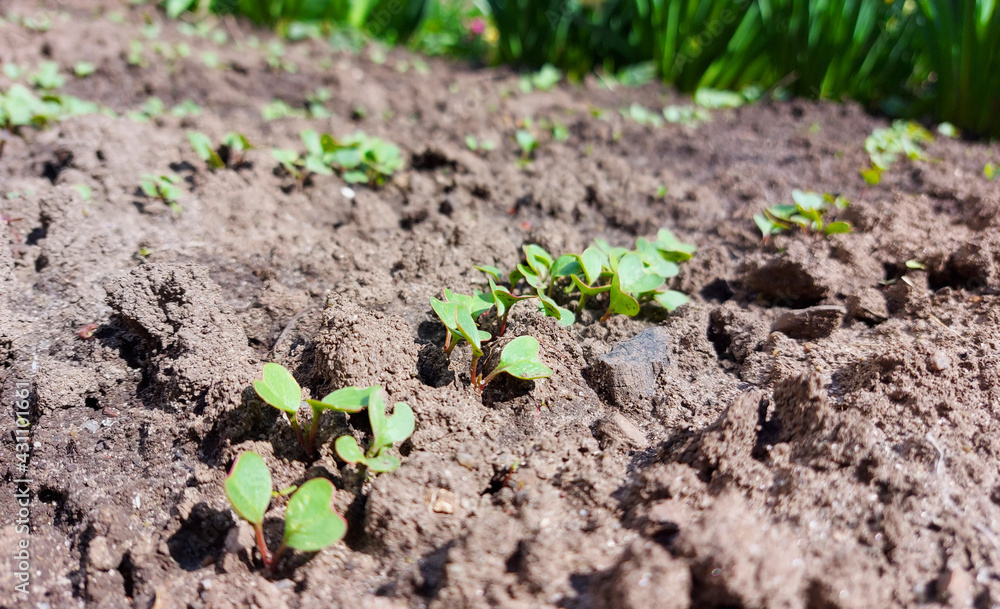 radish grows in the vegetable garden. seedling small plants. home gardening. sunny day. radish grows in the vegetable garden. seedling small plants. home gardening. sunny day.