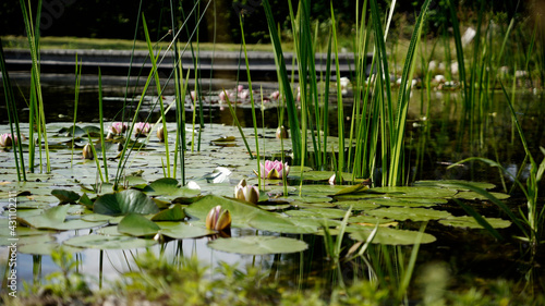 Seerosen und Schilfstiehle auf einem See mit geöffneter Seerose in der Mitte