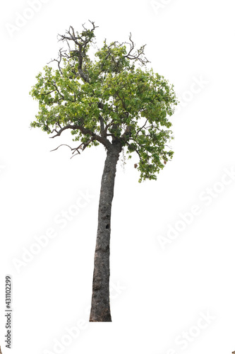 tree side view isolated on white background  for landscape and architecture layout drawing  elements for environment and garden