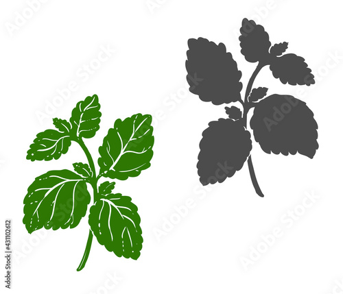 Hand drawn sketch green mint leaf, plant. Vector illustration. Elements in graphic style label, card, sticker, menu, package.