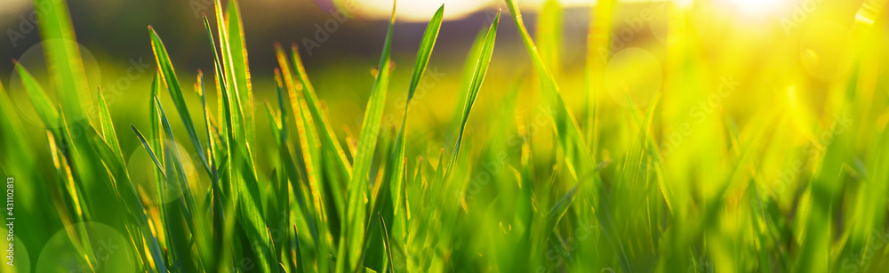 natural background with green grass in a meadow at sunset