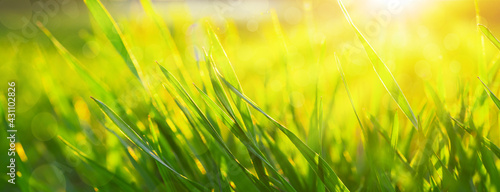 natural background with green grass in a meadow at sunset