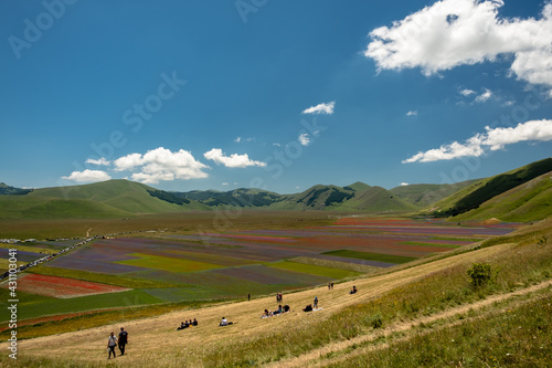 Blooming of lentil on Castelluccio di Norcia plain