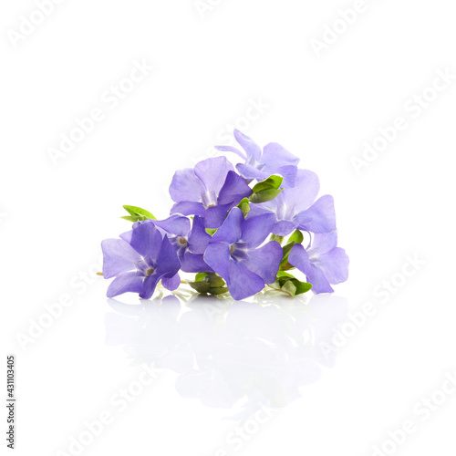 Beautiful blue periwinkle flower with isolated on white background. Purple flower.