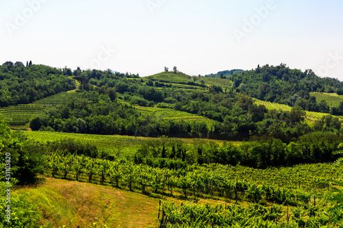 The fields of Friuli Venezia-Giulia cultivated with grapevines