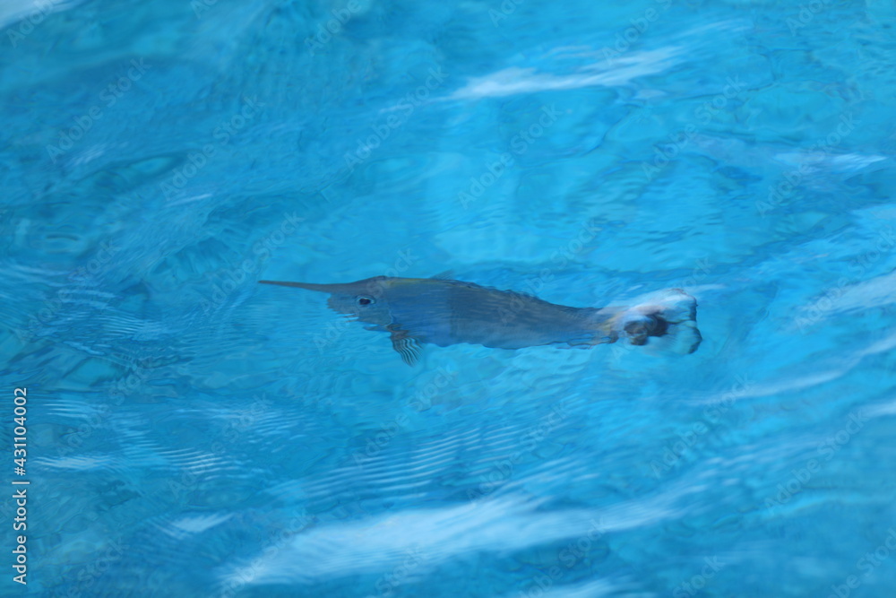 tropical fish swims in turquoise water in the Indian Ocean tropical fish swims in turquoise water in the Indian Ocean