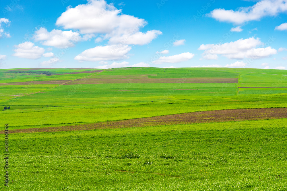 Cultivated green farm fields with blue sky and clouds Cultivated green farm fields with blue sky and clouds