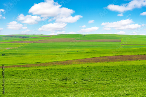 Cultivated green farm fields with blue sky and clouds