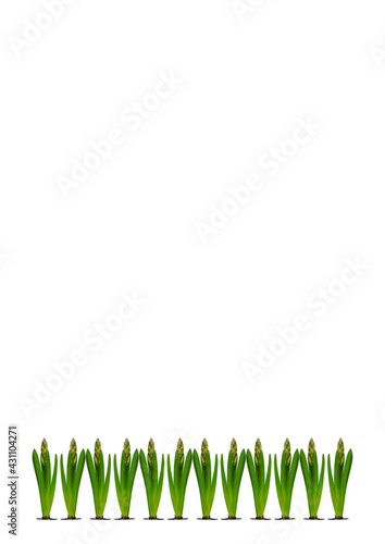 Spring. They cursed from the bulbs of hyacinth. Frame on a vertical white sheet of A4 format.