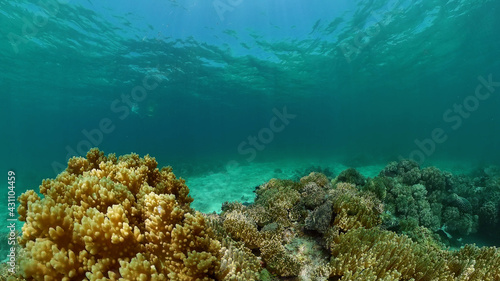 Tropical coral reef and fishes underwater. Tropical fishes and coral reef underwater. . Travel vacation concept. Philippines. © Alex Traveler