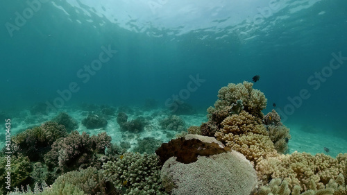 Reef underwater tropical coral garden. Underwater sea fish. Philippines.