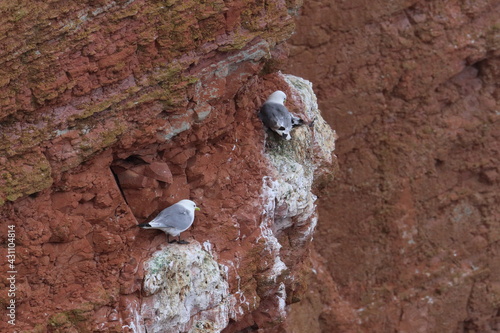 kittiwake