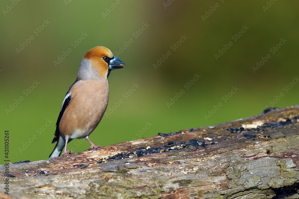 Obraz premium The hawfinch (Coccothraustes coccothraustes) sitting on the branch.Portrait of a very colorful European songbird with a brown background. Hawfinch on a feeder.