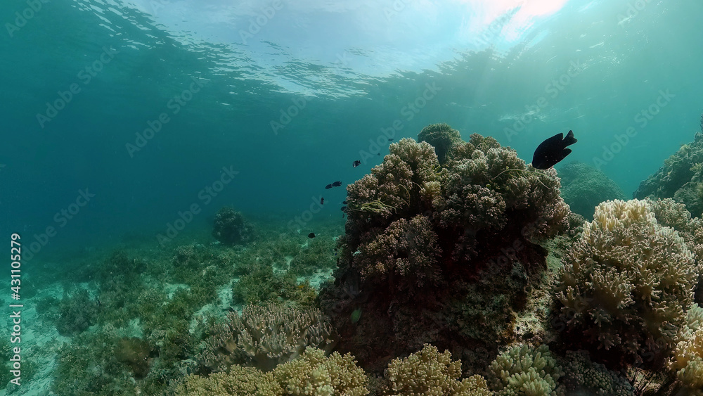 Fototapeta premium Tropical fishes and coral reef underwater. Hard and soft corals, underwater landscape.