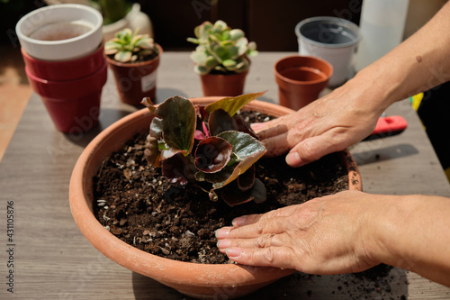 Close-up of woman hands transplanting, take care and watering plants at home. Watering and caring for outdoor plants. Gardening.