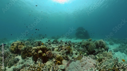 Underwater Scene Coral Reef. Underwater sea fish. Tropical reef marine. Colourful underwater seascape. Philippines. © Alex Traveler