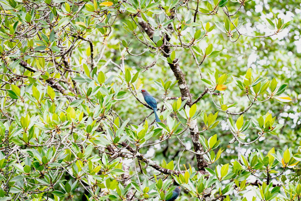 Green - billed Malkoha