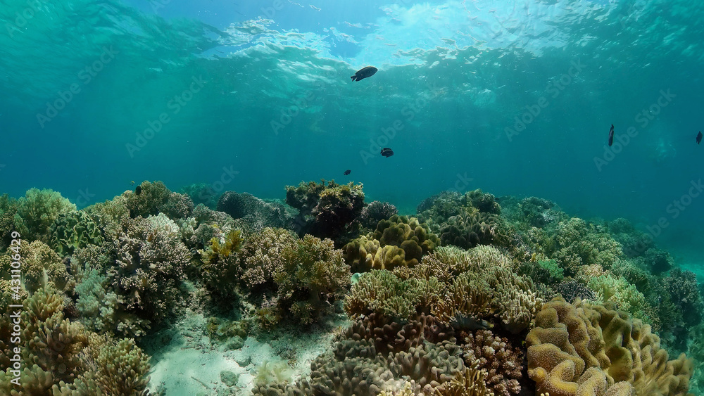 Obraz premium Tropical fishes and coral reef at diving. Underwater world with corals and tropical fishes.