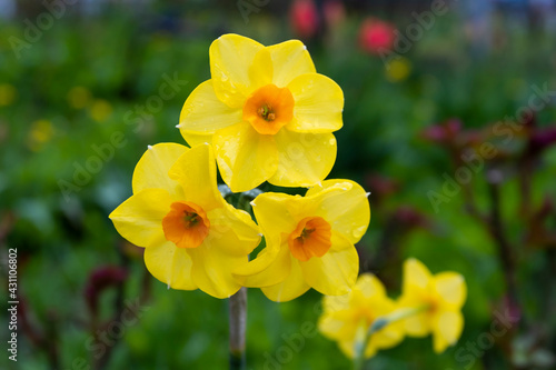 Yellow flowering daffodils in a green garden. Yellow beautiful narcissus flower on a blurred green background. Bright spring flowers.