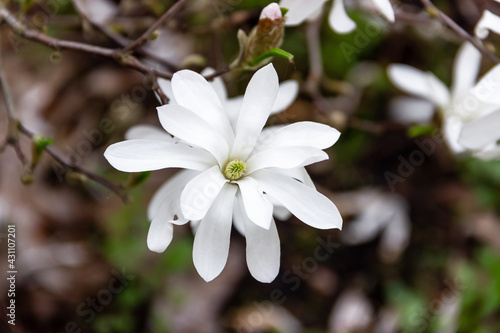 White flowers Magnolia stellata. Star magnolia tree in bloom early spring. Selective focus. Close-up