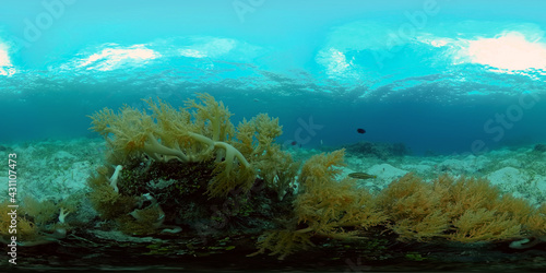 Sea coral reef. Underwater Tropical Sea Seascape. Tropical fish reef marine. Philippines. Virtual Reality 360. © Alex Traveler