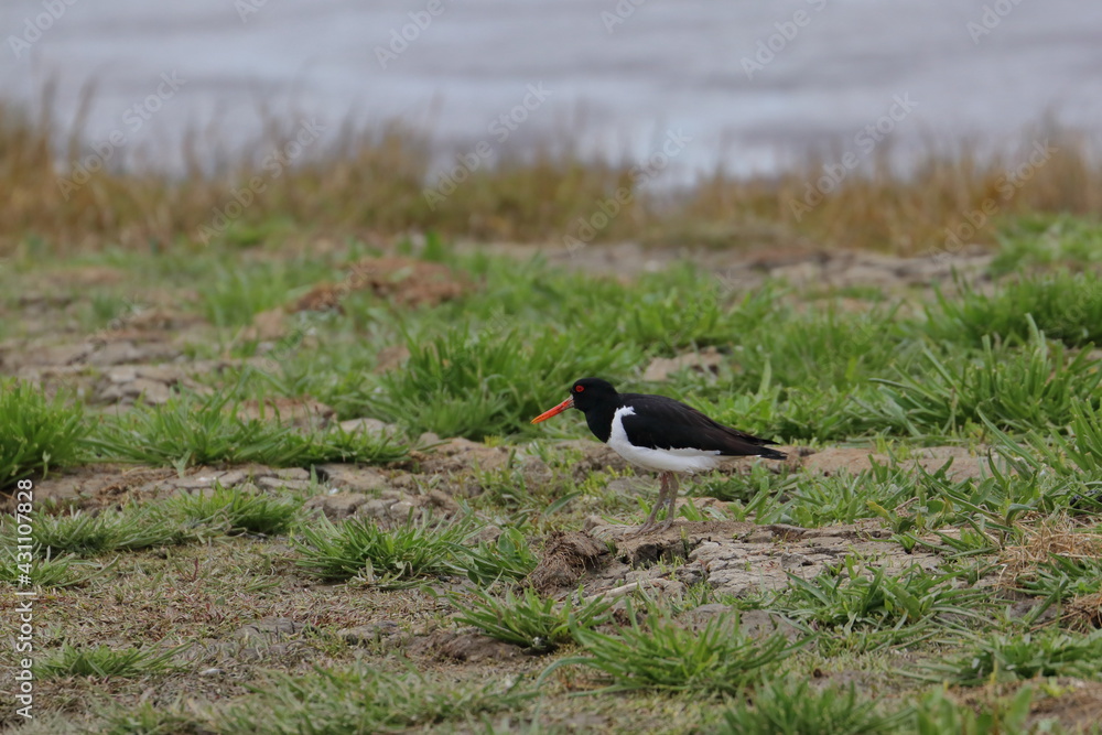 oystercatcher oystercatcher