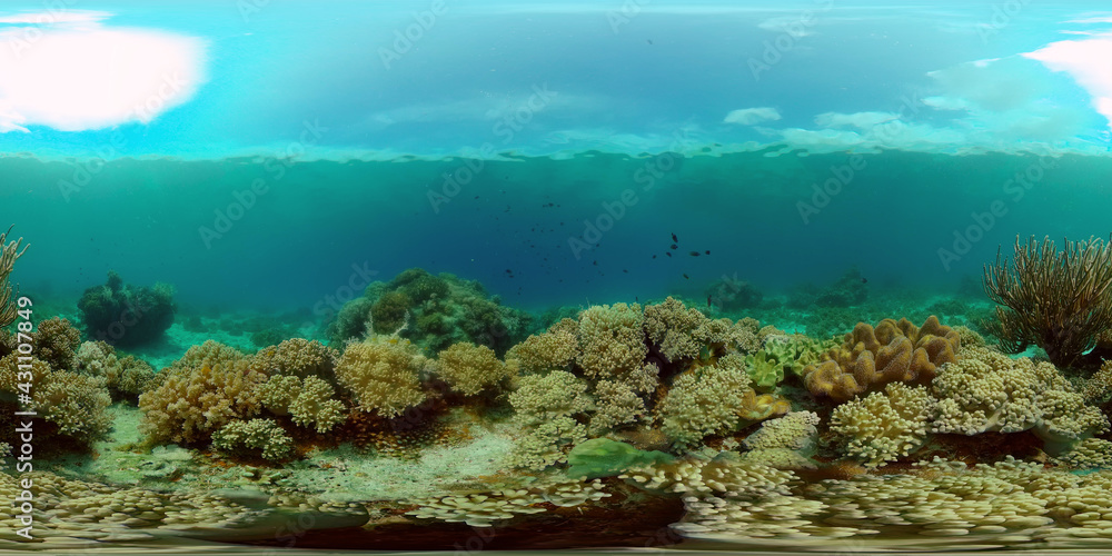 Reef Coral Tropical Garden. Tropical underwater sea fish. Colourful tropical coral reef. Philippines. 360 panorama VR