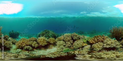 Reef Coral Tropical Garden. Tropical underwater sea fish. Colourful tropical coral reef. Philippines. 360 panorama VR