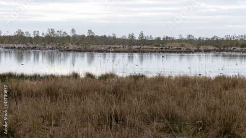 Eine Flamingo Kolonie im Zwillbrocker Venn mit fliegenden Lachm  wen