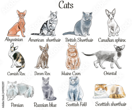 set 12 of popular cat breeds, hand drawing, watercolor, sketch, linear drawing photo