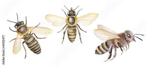 Watercolor illustration with honey bees, set of hand drawn insects isolated on white background. Botanical illustration