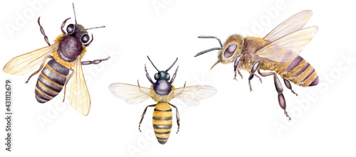 Watercolor illustration with honey bees, set of hand drawn insects isolated on white background. Botanical illustration