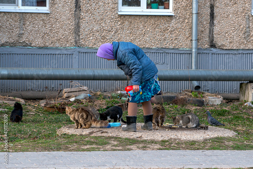 a woman feeds cats on the street