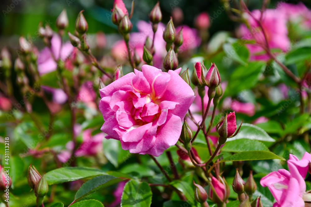 pink rose with a lot of buds pink rose with a lot of buds