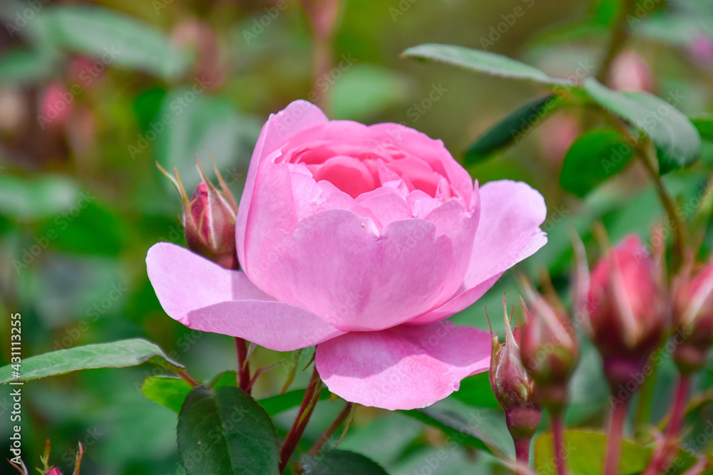 pink rose flower