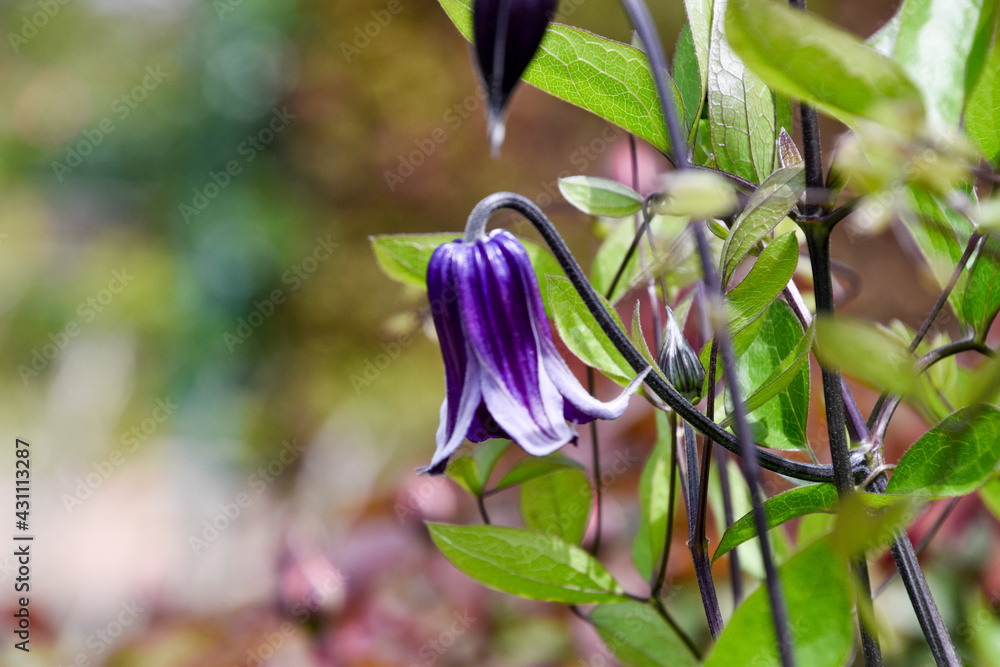 Obraz premium purple clematis