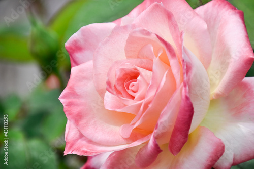 pink rose close-up