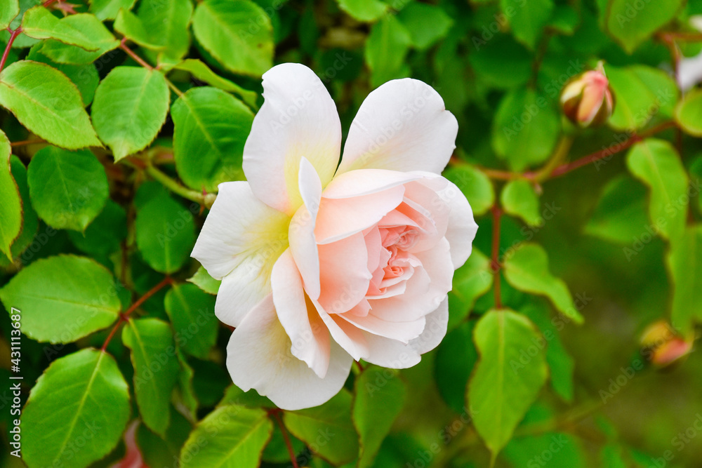 pink rose flower pink rose flower