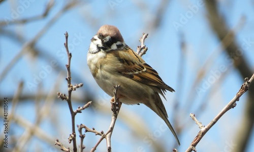 Beautiful sparrow on a tree branch against blue sky, closeup