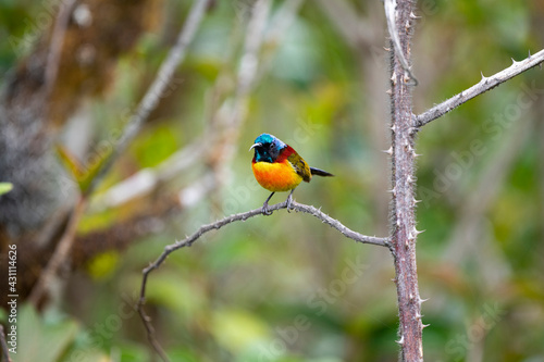 Green - tailed Sunbird © pichaitun