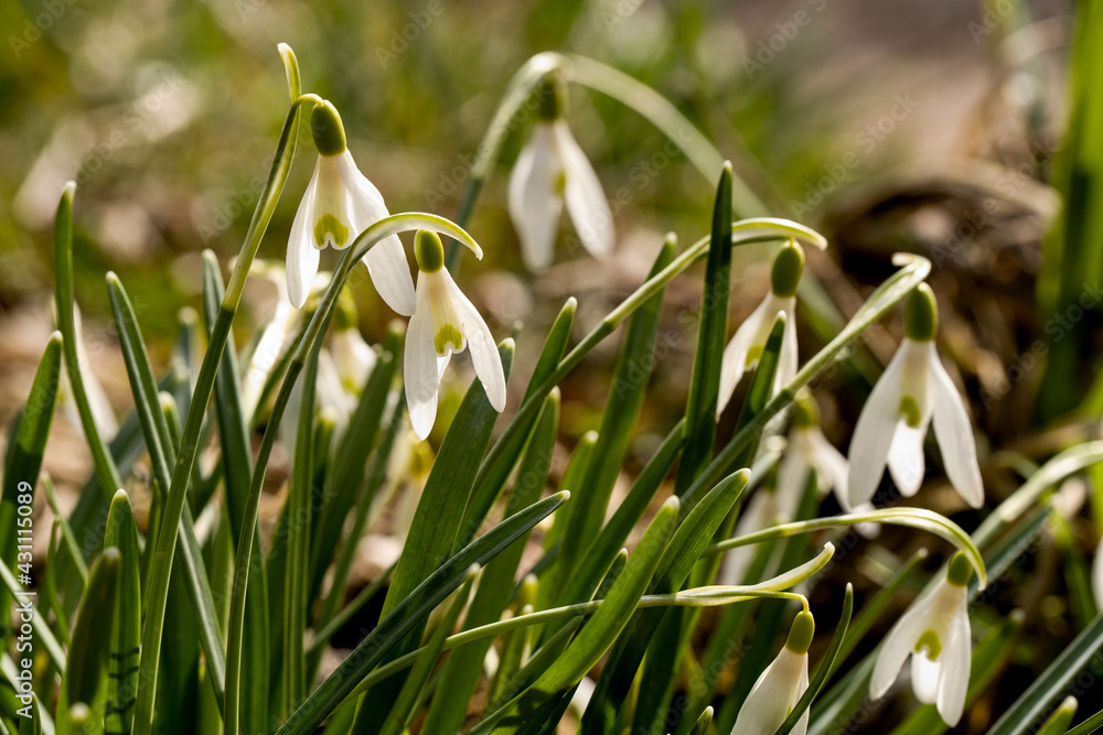Schneeglöckchen im Frühling I Schneeglöckchen im Frühling I