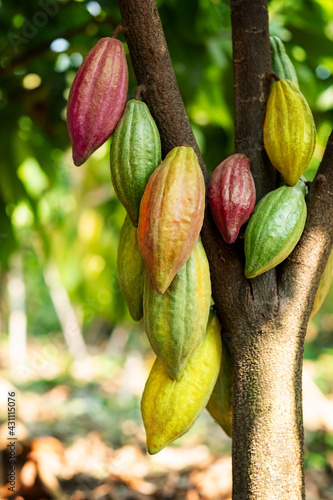 Cacao tree with cacao pods in a organic farm..