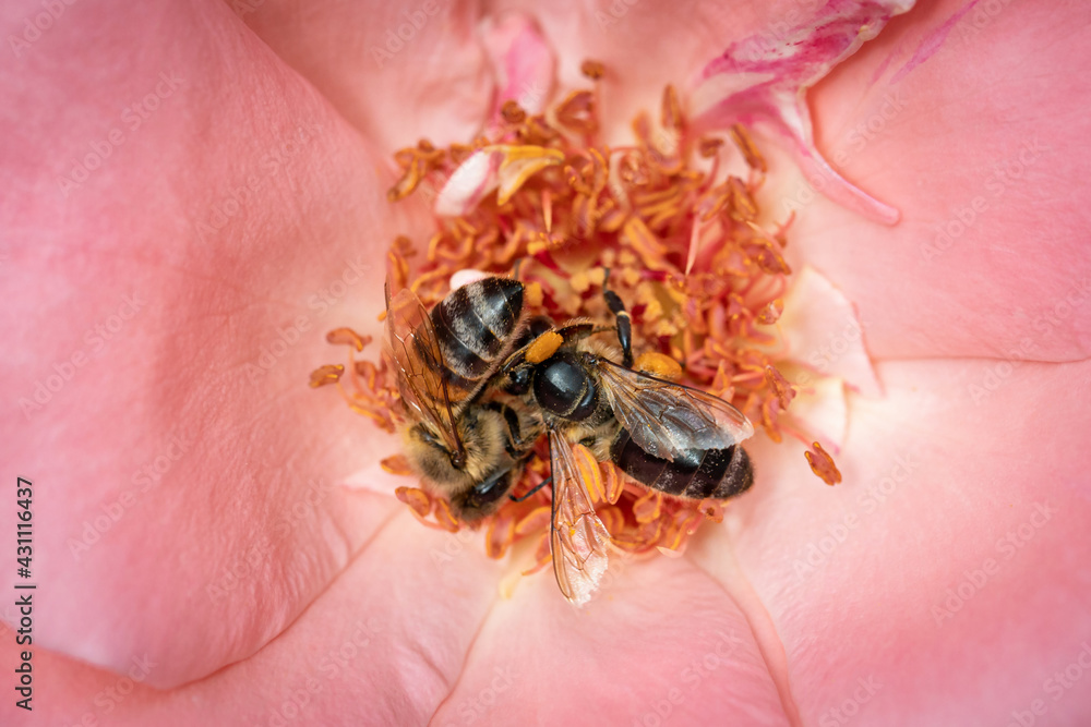 Obraz premium Bee on a pink rose gathering pollen and nectar