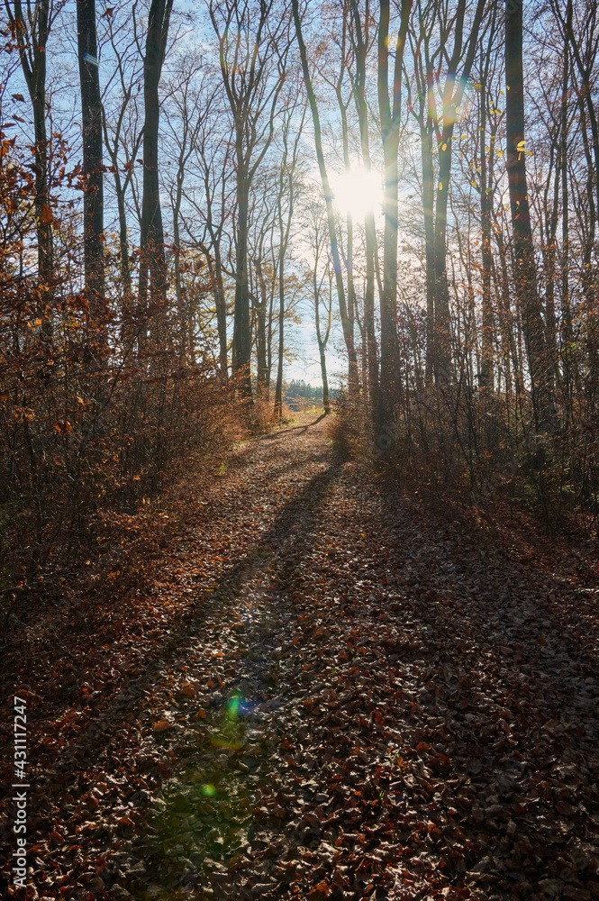 Fototapeta premium Licht am Ende des Waldes...
